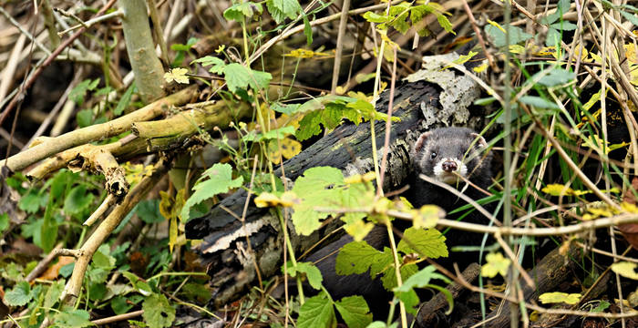 Puzzola, dove ti nascondi?