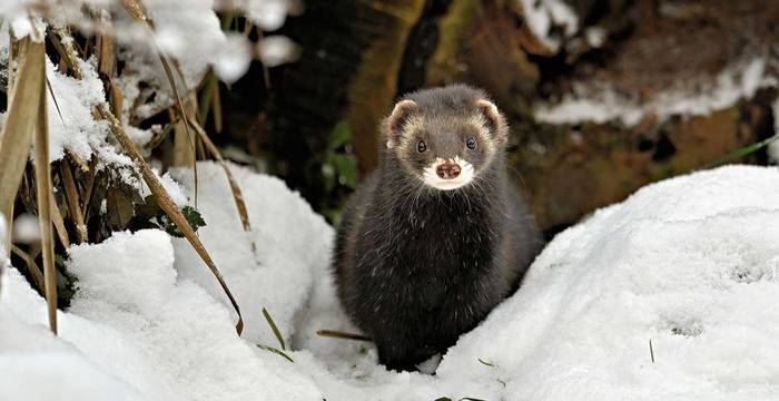 La puzzola, animale dell'anno 2024