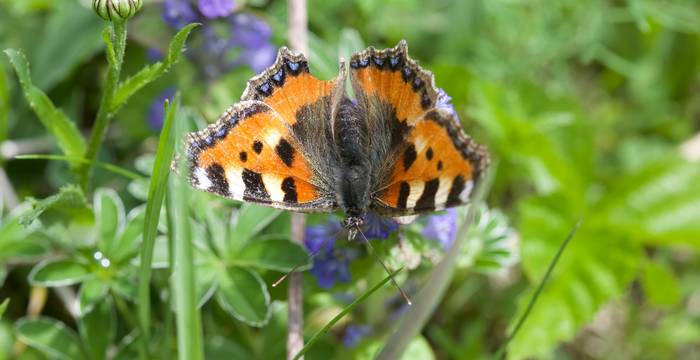 Aglais urticae