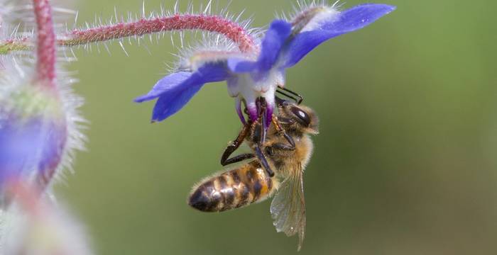 Ape su borragine