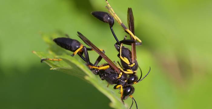 Icneumonidi in accoppiamento