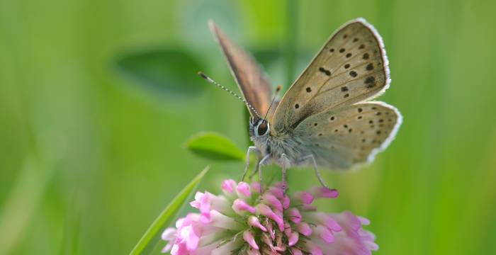 Licenide su trifoglio