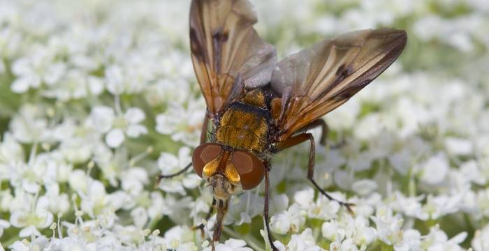 Mosca su carota selvatica