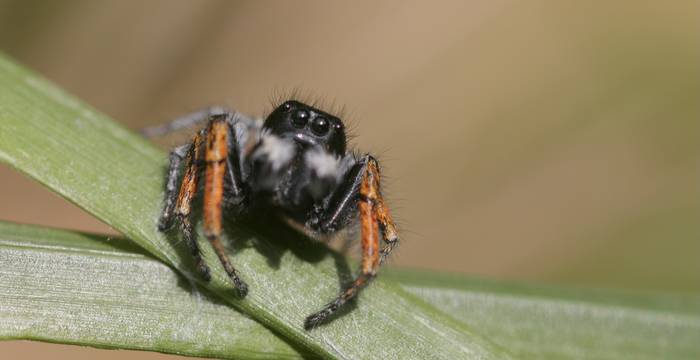 Ragno salticide rosso