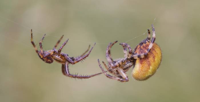 Ragni in corteggiamento