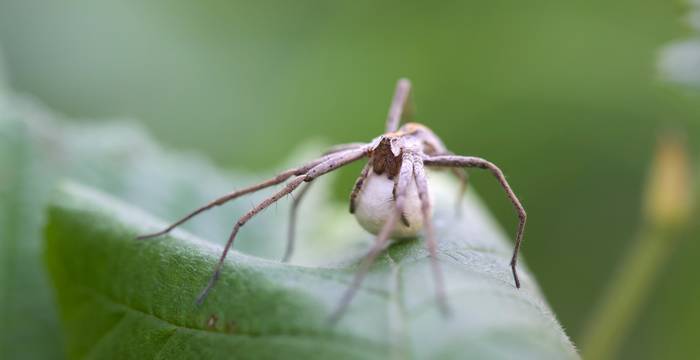 Ragno con uova