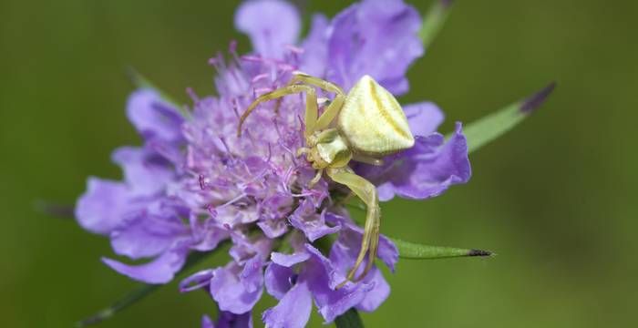 Scabiosa e tomiside