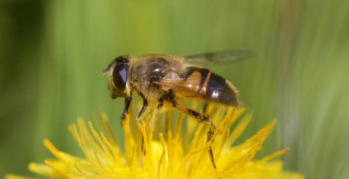 Sirfide su tarassaco