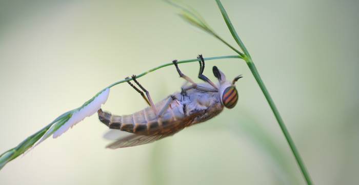 Tafano che depone le uova