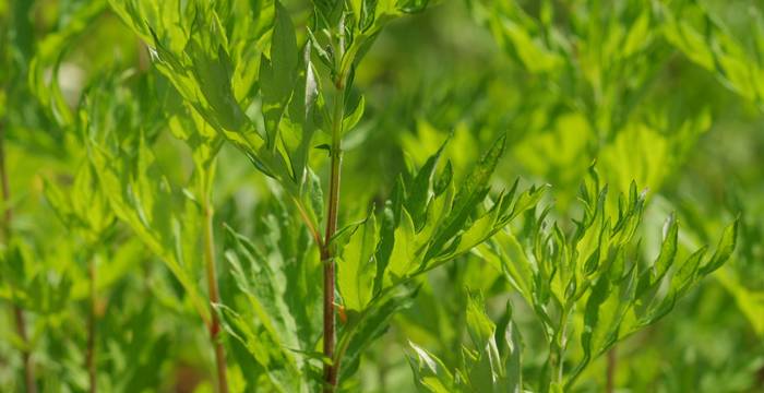 Artemisia verlotiorum