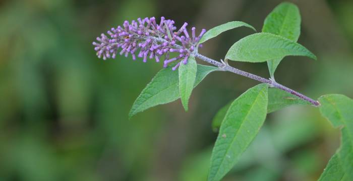 Buddleja davidii