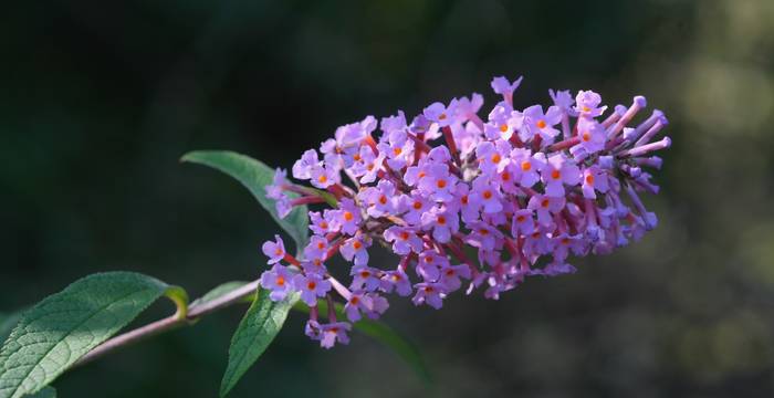 Buddleja davidii