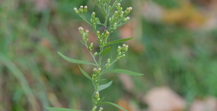 Infiorescenza di Conyza canadensis