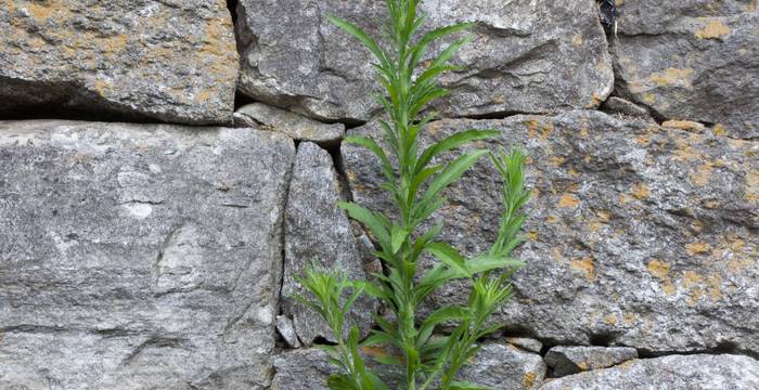 Conyza in un muro