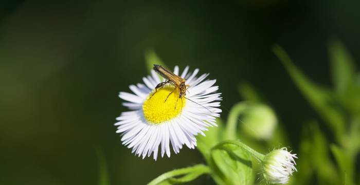 Erigeron annuus