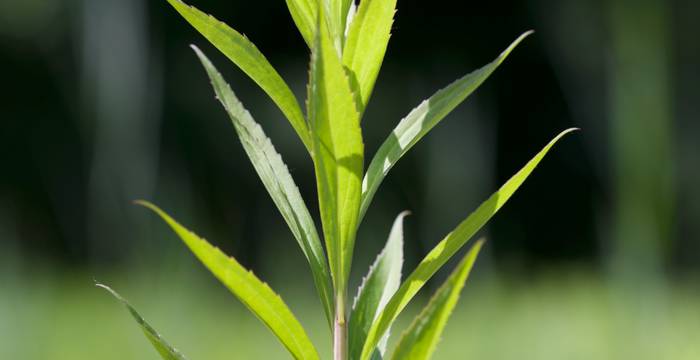 Solidago gigantea