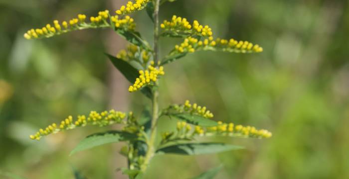 Infiorescenza di Solidago