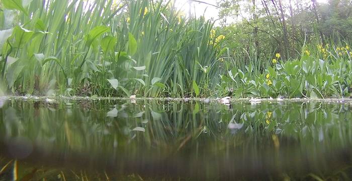 Sopra e sotto lo stagno