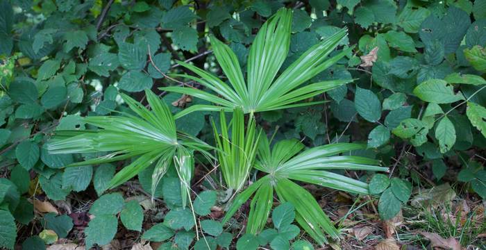 Trachycarbus fortunei