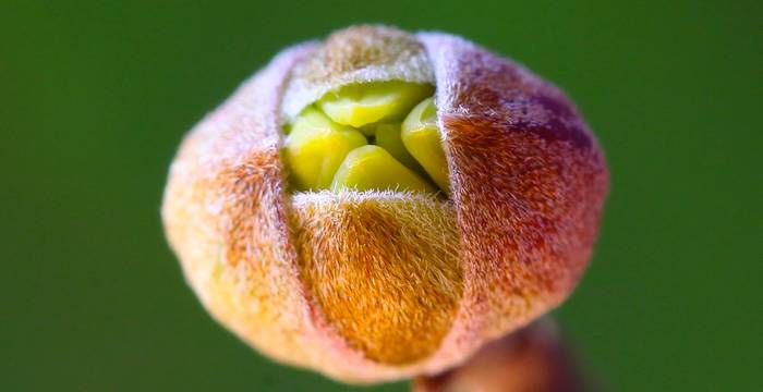 Gemma fiorale di corniolo