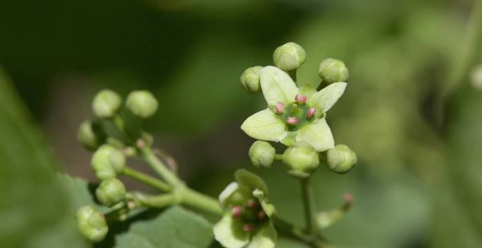 Fiori di cappello di prete