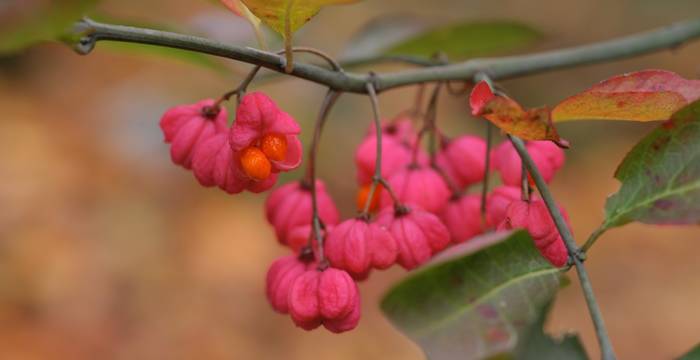 Frutti di cappello di prete