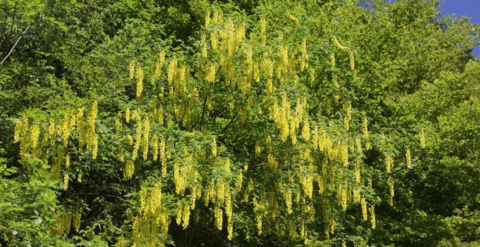 Pioggia di maggiciondolo
