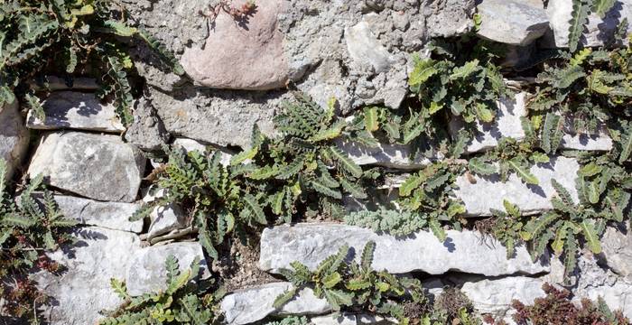Cedracca comune su un muro calcare