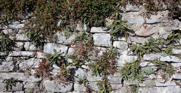 Muro con cedracca comune