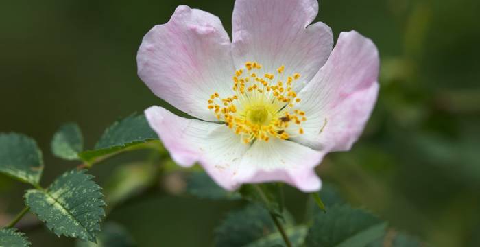 Rosa selvatica