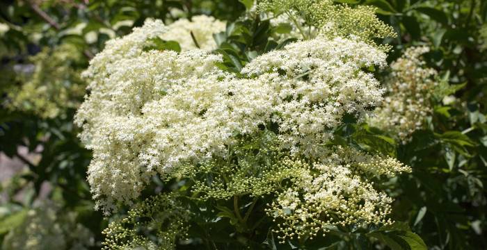 Infiorescenze di sambuco