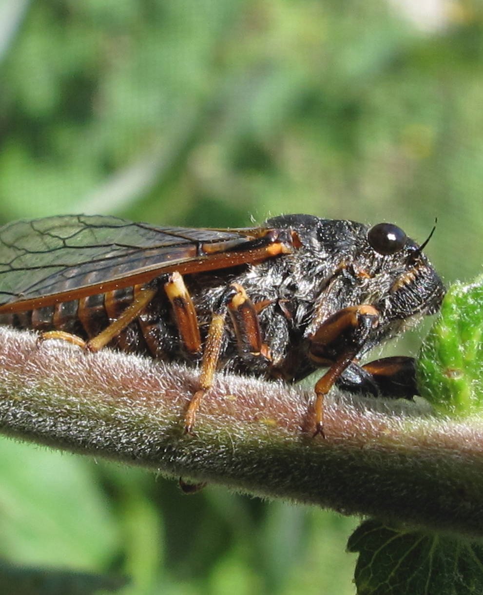 Cicadetta montana