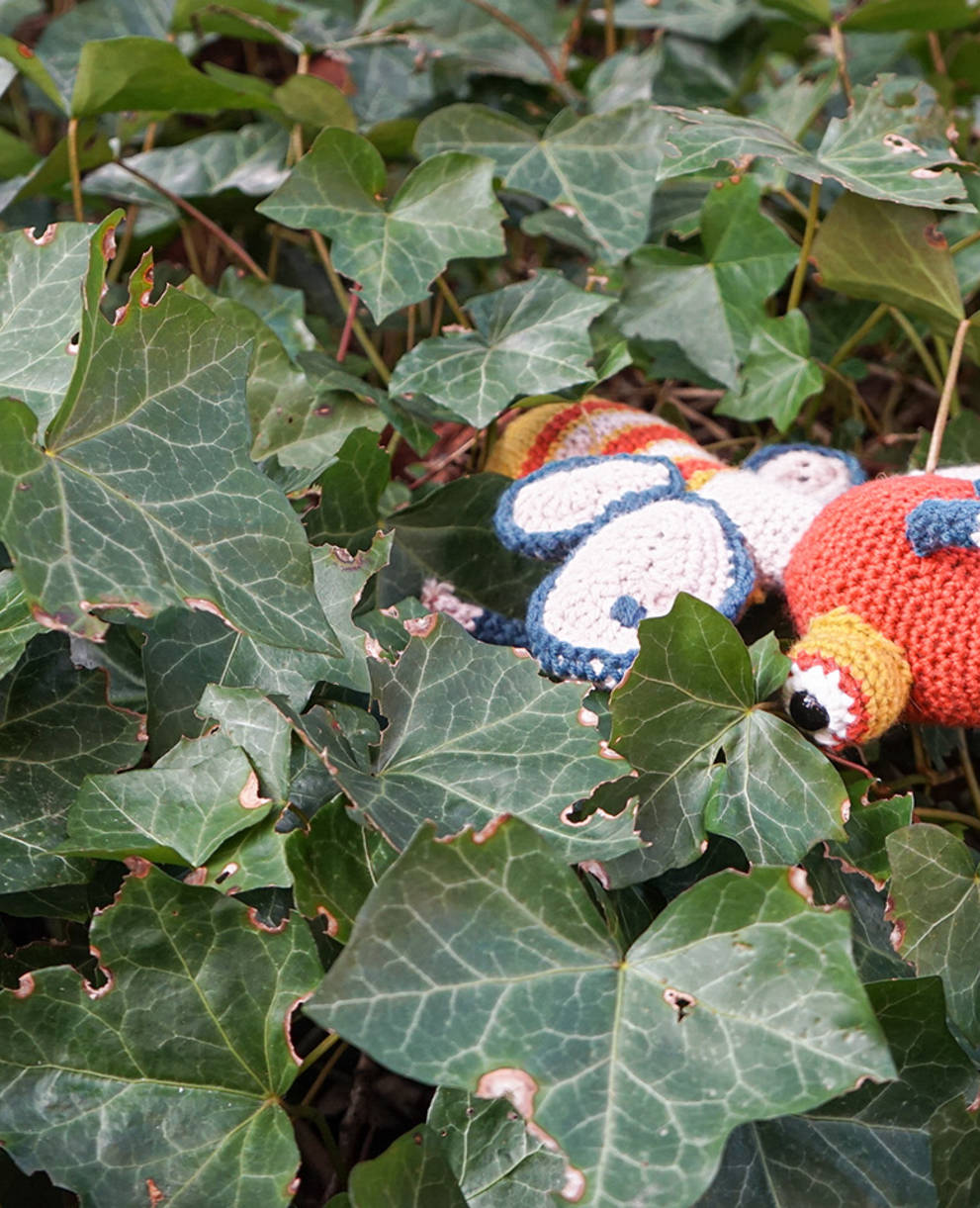 Insetto Fantasiula cromata - concorso insetti