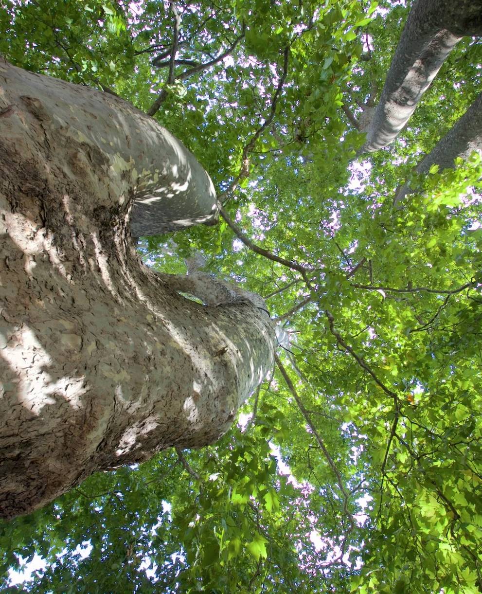 Platani in Piazza Simen
