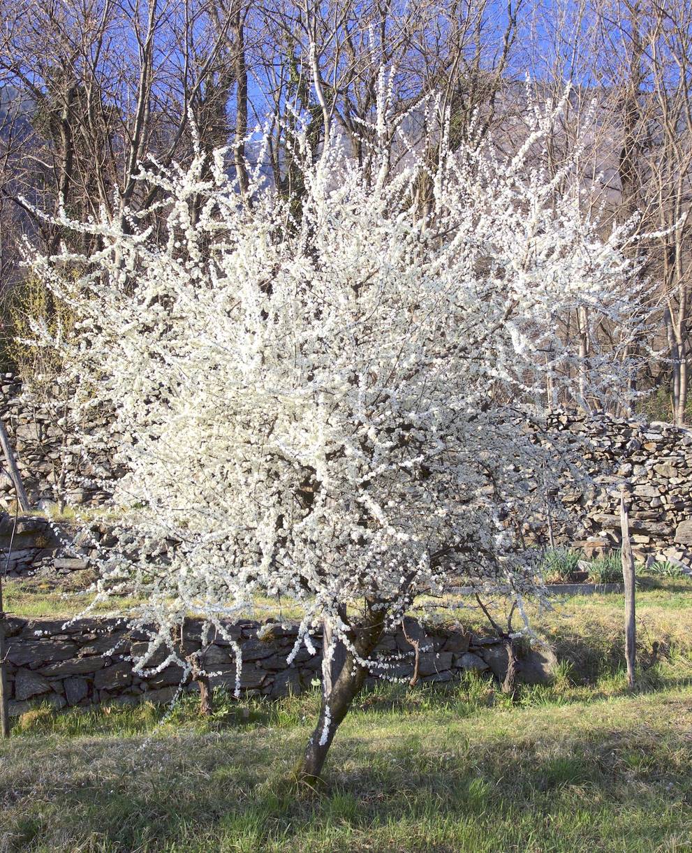 Prunus spinosa in fiore