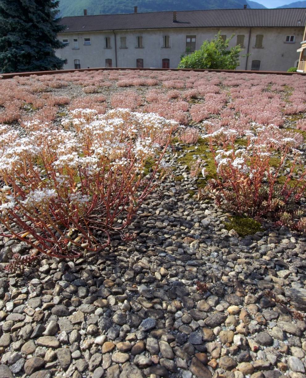 Tetto piano con vegetazione