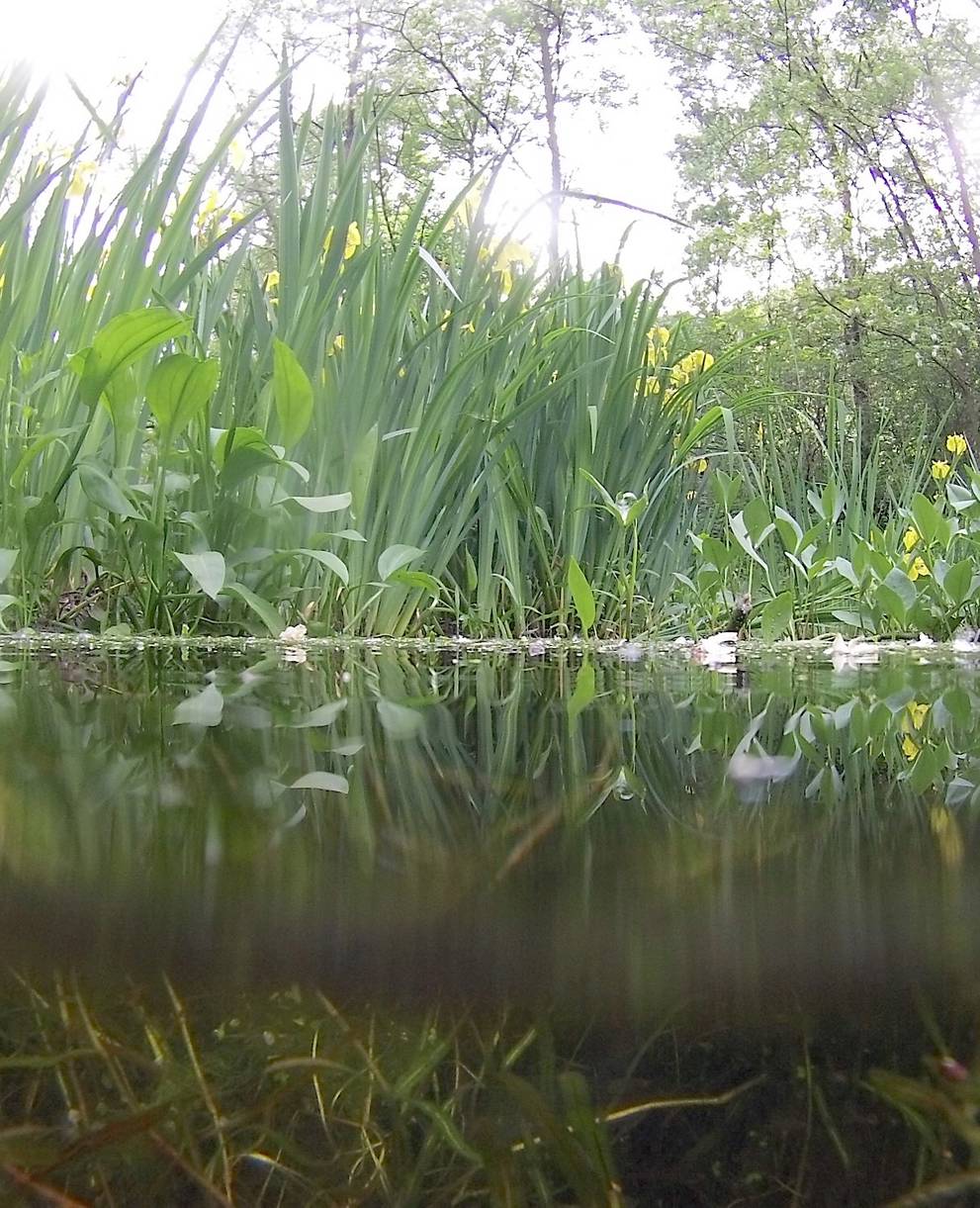Sopra e sotto lo stagno
