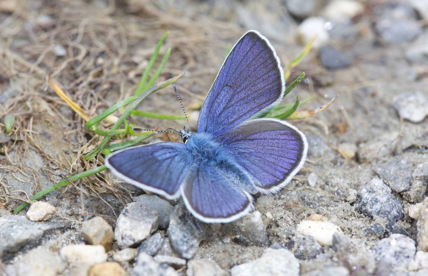Licenide blu al suolo