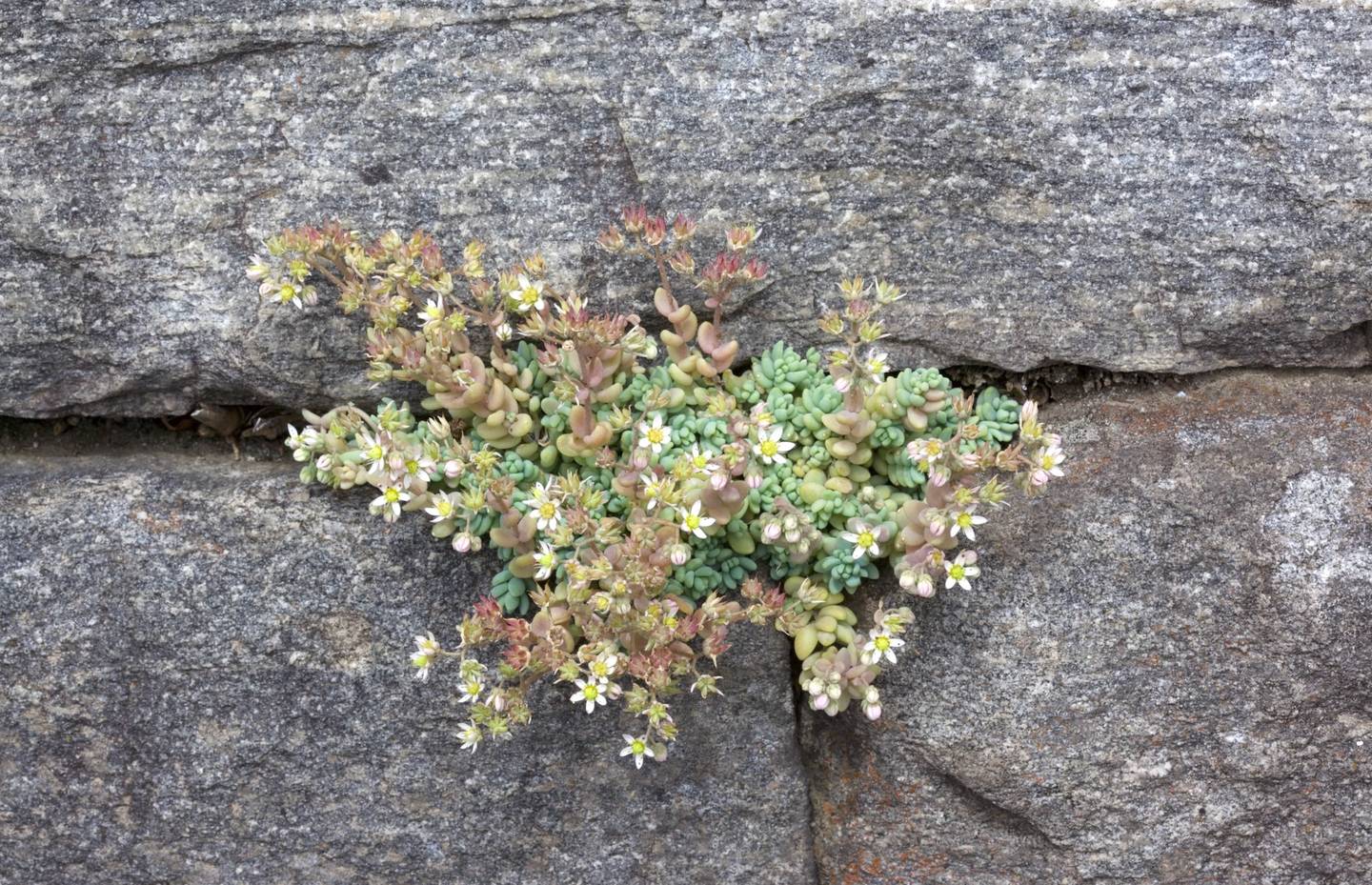 Borracina cinerea (Sedum dasyphyllum) in un muro