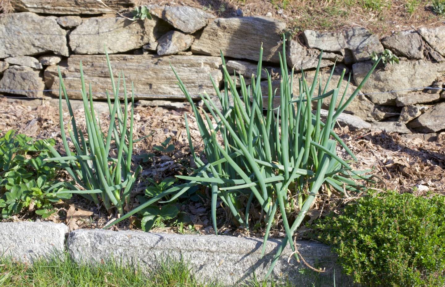 Cipolle e aromatiche contro i parassiti
