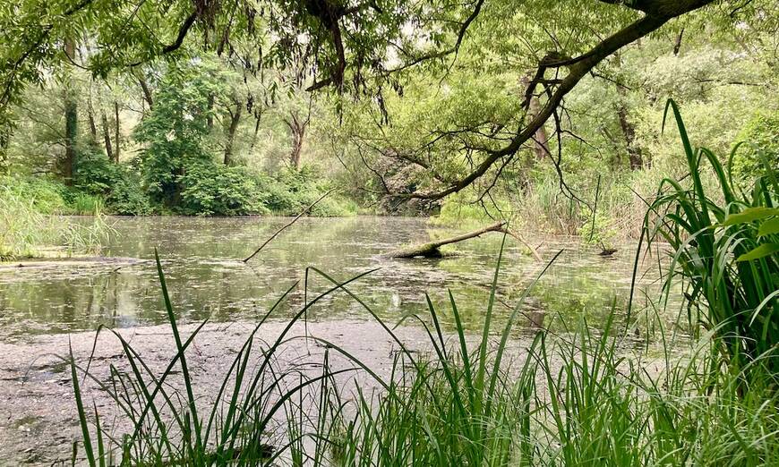 Palude Cugnoli Curti riserva naturale